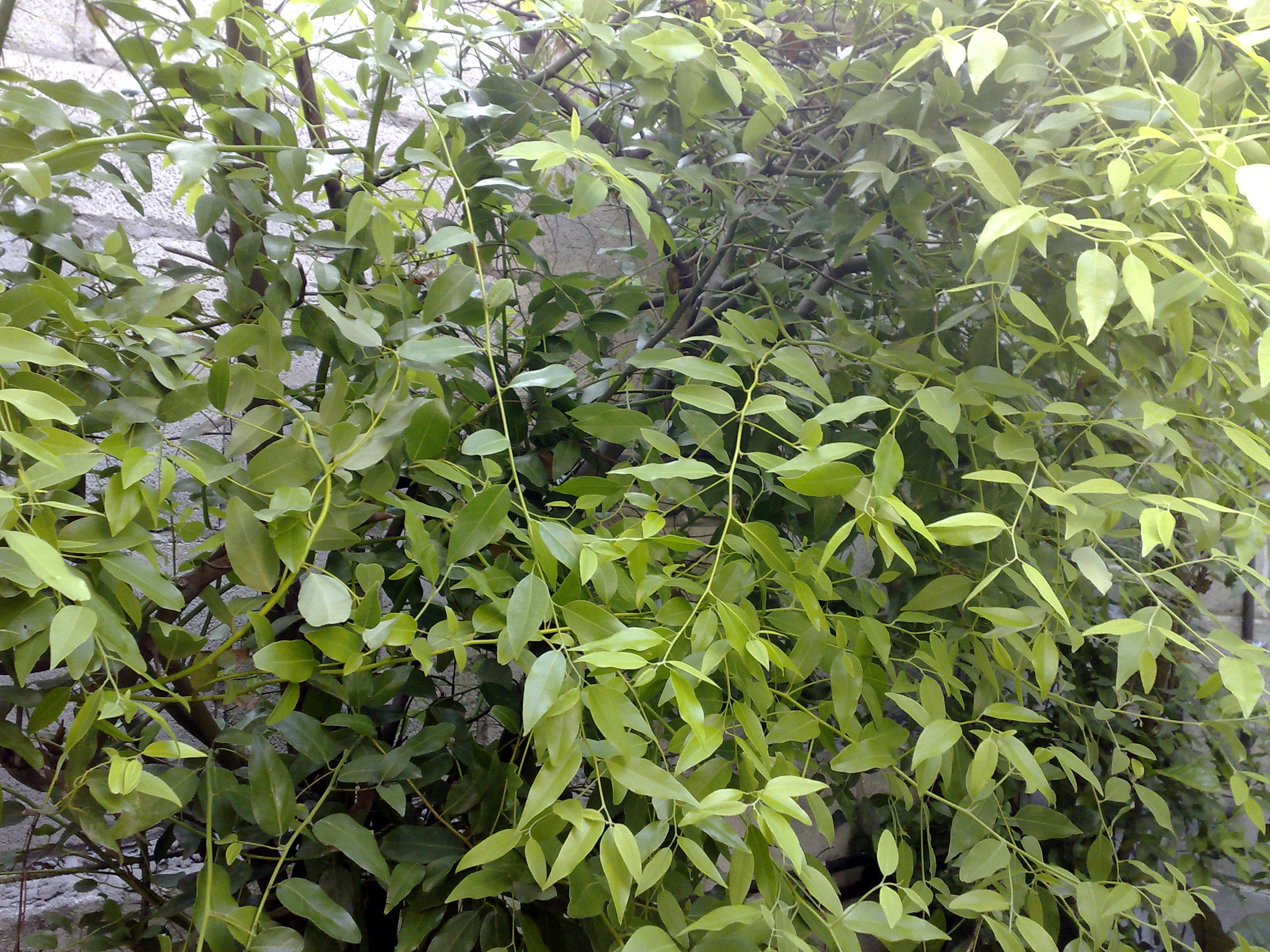 معرفی و راهنمای پرورش درختان میوه - برگ بوی مکزیکی